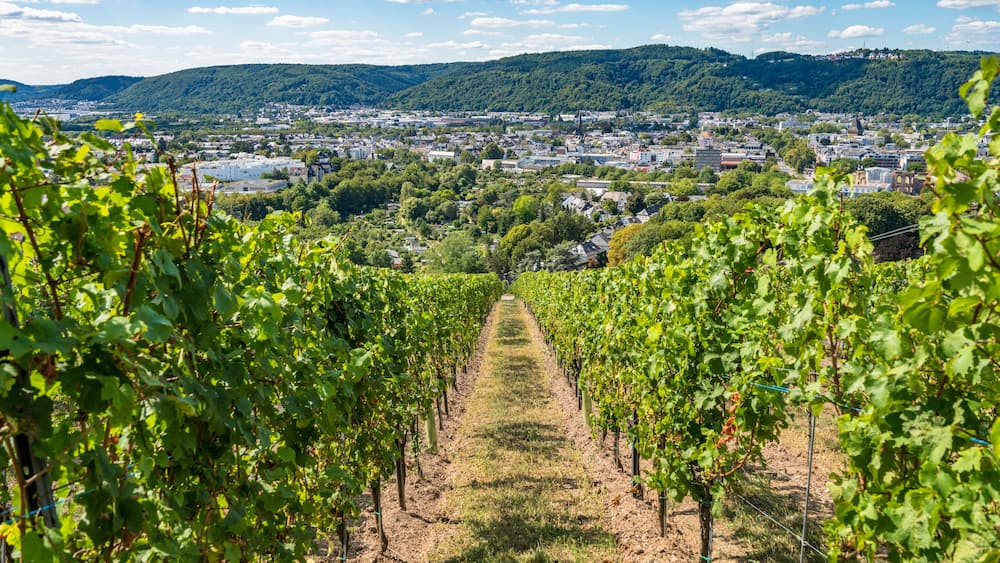 Ein Weinberg mit Rebenreihen, die zu einer Stadt im Hintergrund führen.