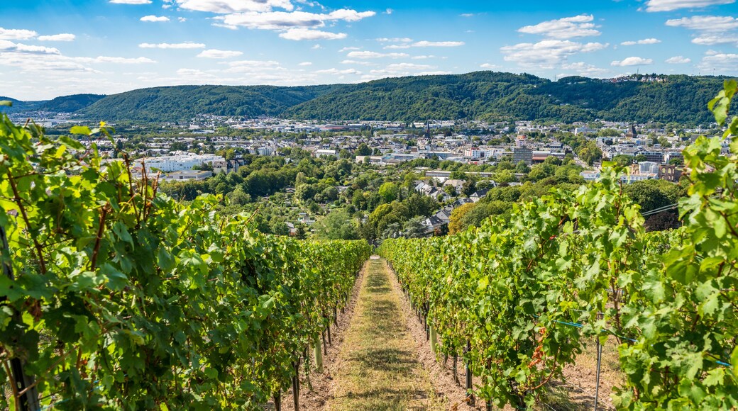 ๋ฉ๋ฅดํ
์ค๋๋ฅดํ