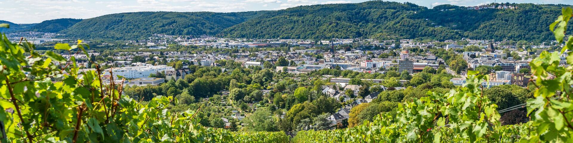 Grapes vineyard with Trier city in the background. Germany