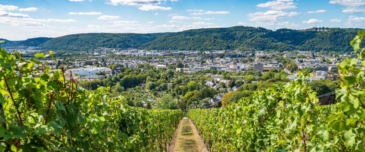 A vineyard with rows of grapevines leading to a town in the background.