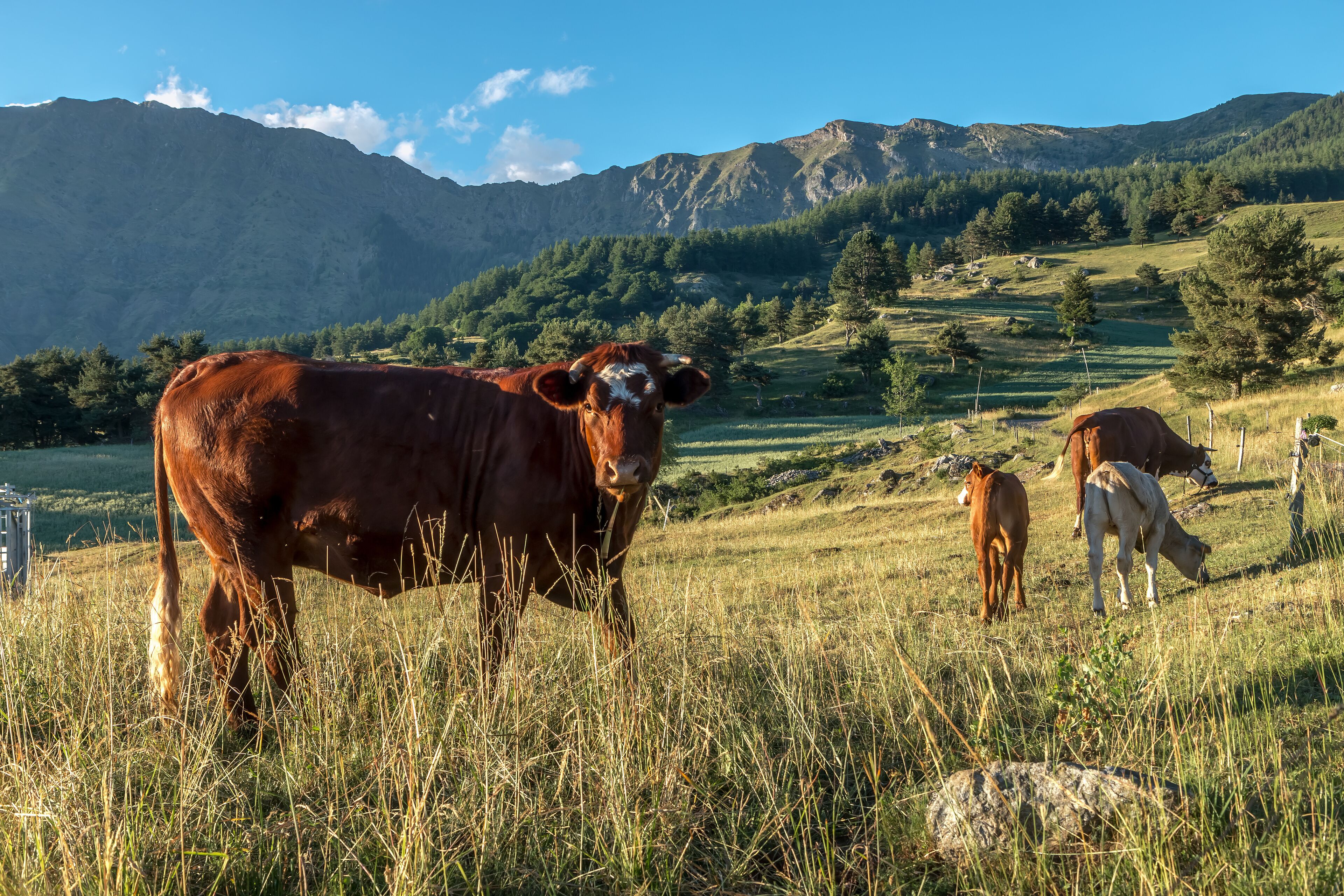 Vaches dans les pâturages près du Lac de Barbeyroux dans le Champsaur en été , Hautes Alpes France