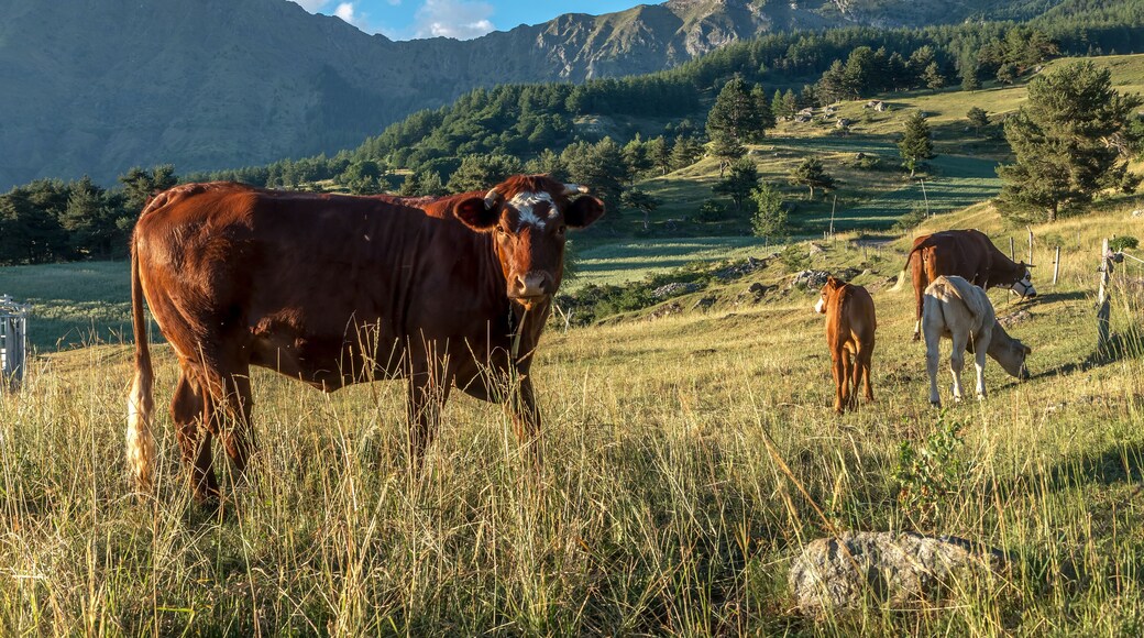 Vaches dans les pâturages près du Lac de Barbeyroux dans le Champsaur en été , Hautes Alpes France