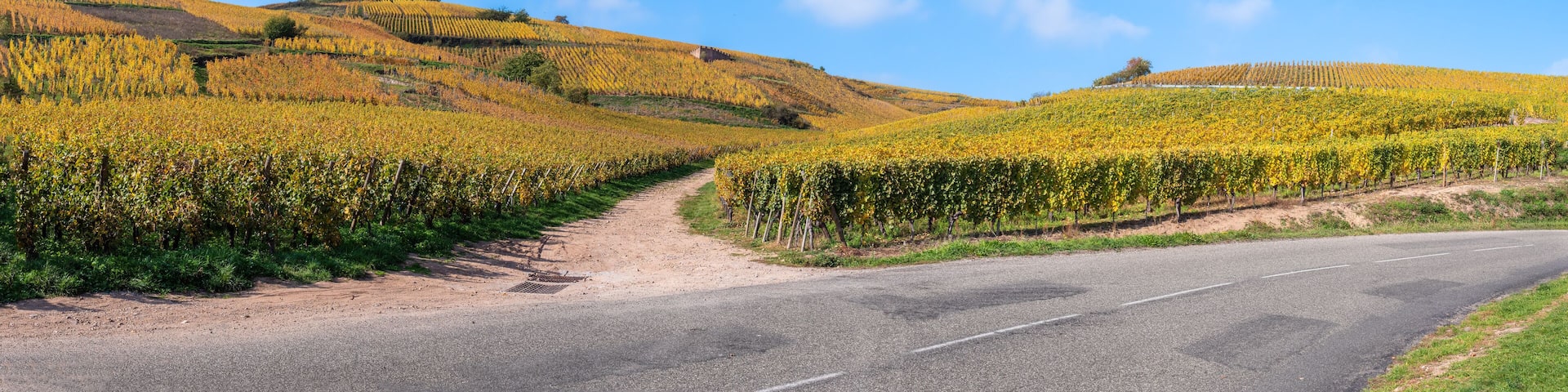 Vineyards in autumn colors on the hill of Turckheim - wine route of Alsace, France.
