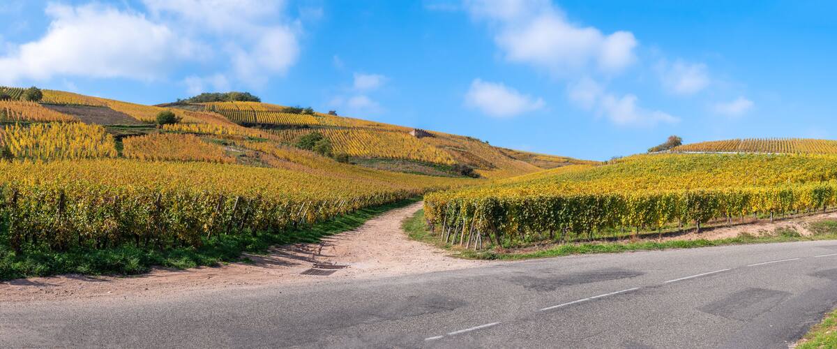 A vineyard with rows of grapevines on rolling hills, a dirt path, and a paved road.