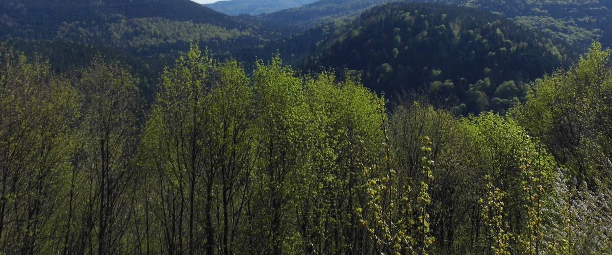 A mountainous landscape with dense forests and clear blue skies.