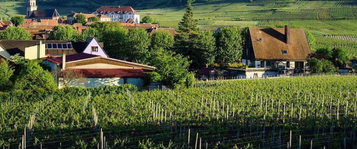 A vineyard with rows of grapevines, a church with a bell tower, and a hill with a castle-like structure in the background.