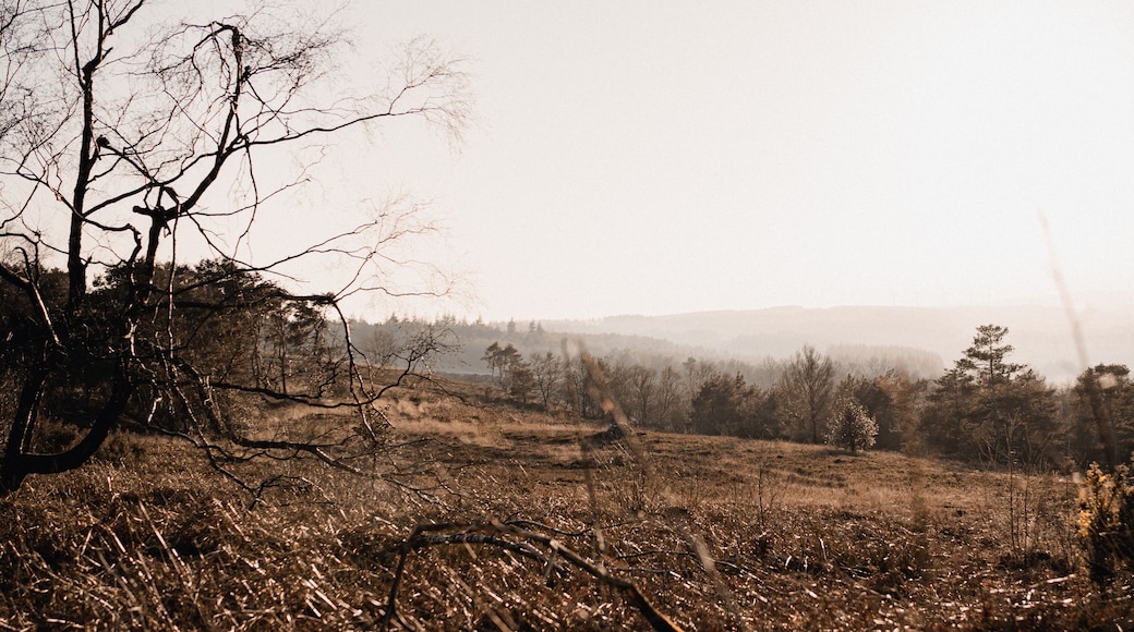 Lumière dorée sur les prairies du Pré-en-Pail