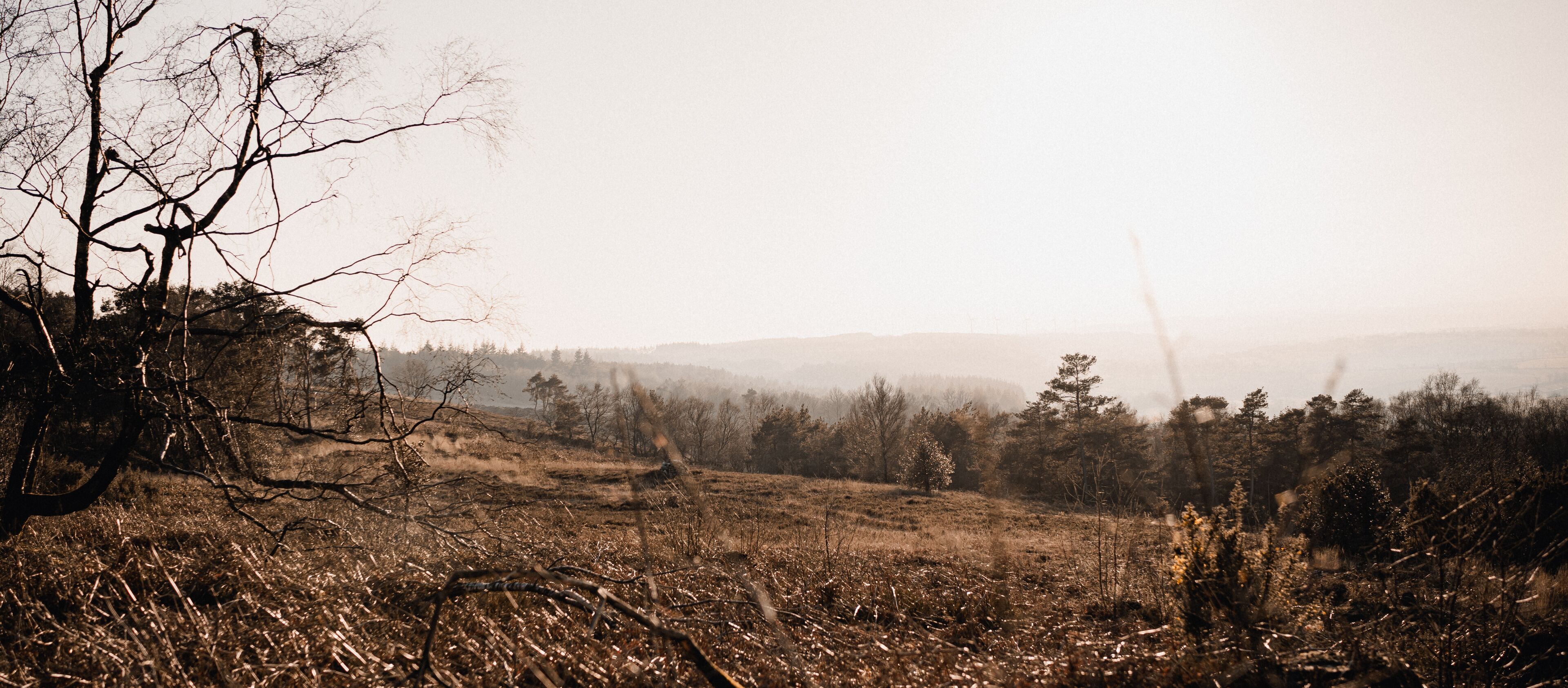 A barren landscape with leafless trees and a hazy horizon.