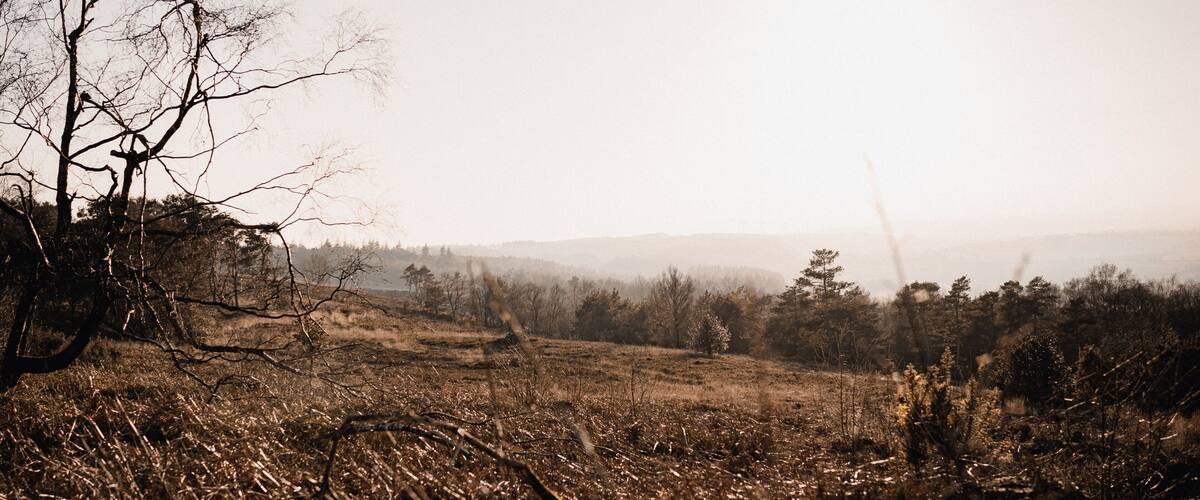 A barren landscape with leafless trees and a hazy horizon.