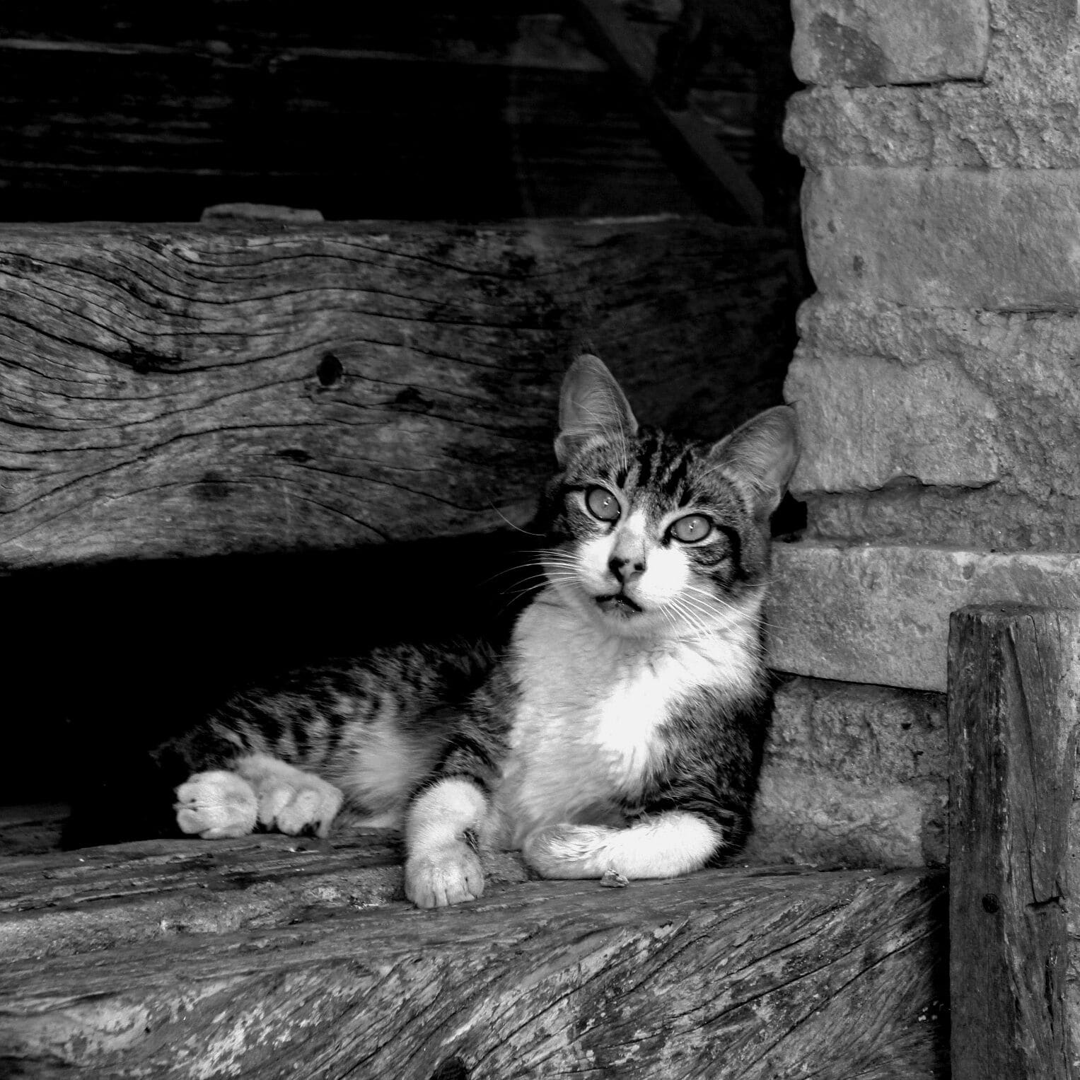 Kitten resting on the door of the restaurant As Véias, in Serra da Cantareira, near São Paulo - Brazil. This place has 8 different environments, serving typical Brazilian food and made in the traditional wood-fired oven.