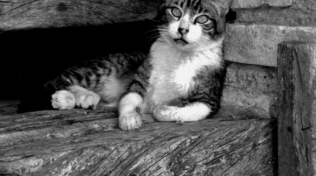 Kitten resting on the door of the restaurant As Véias, in Serra da Cantareira, near São Paulo - Brazil. This place has 8 different environments, serving typical Brazilian food and made in the traditional wood-fired oven.