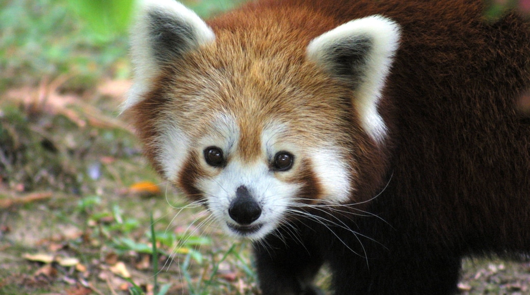 Scovill Zoo featuring cuddly or friendly animals