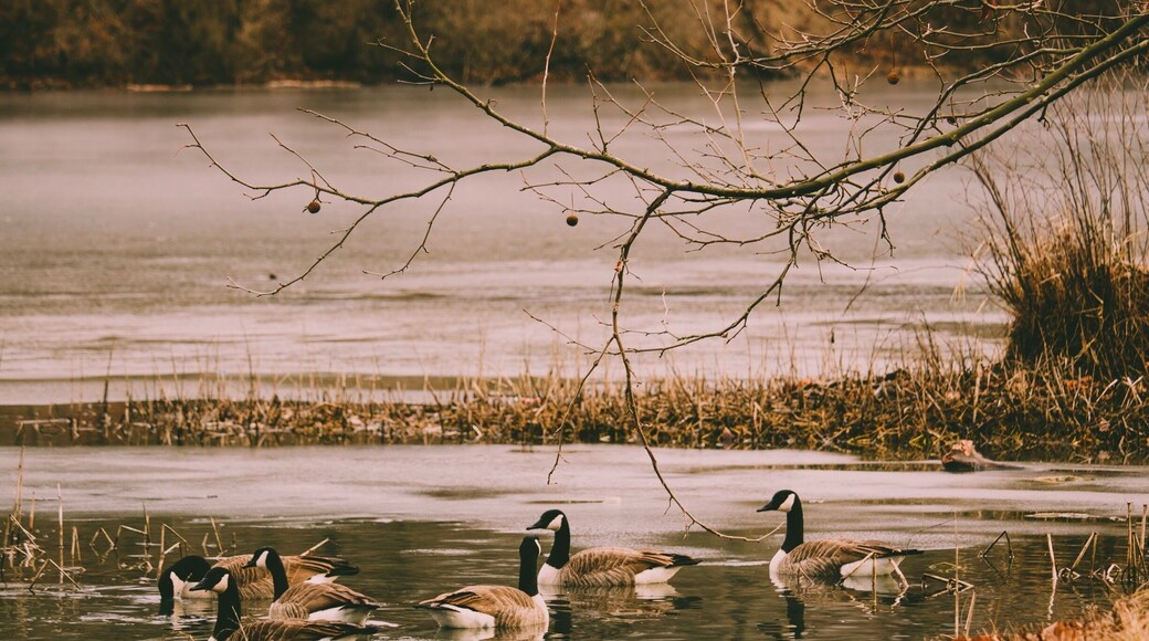 Abundant wildlife, ponds and natural resources