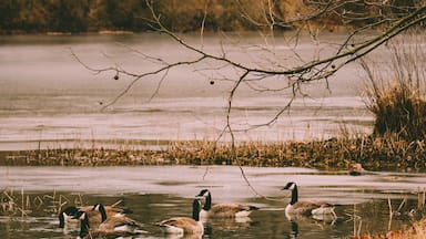 Abundant wildlife, ponds and natural resources