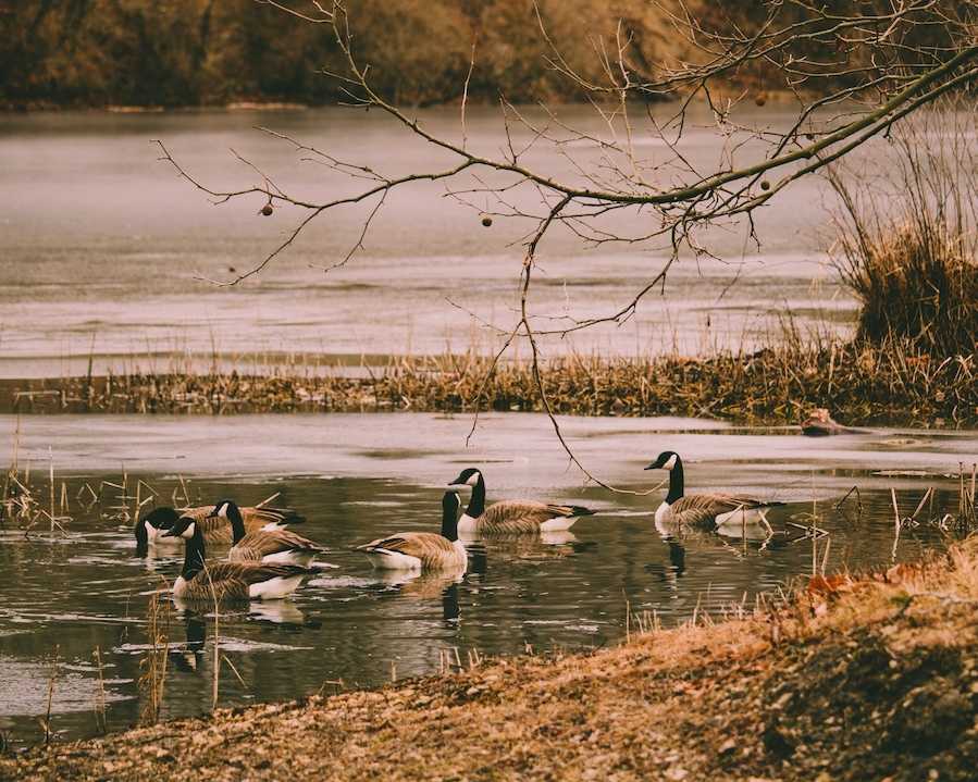 Abundant wildlife, ponds and natural resources