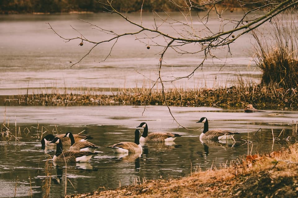 A group of geese swimming in a partially frozen lake surrounded by reeds and trees.
