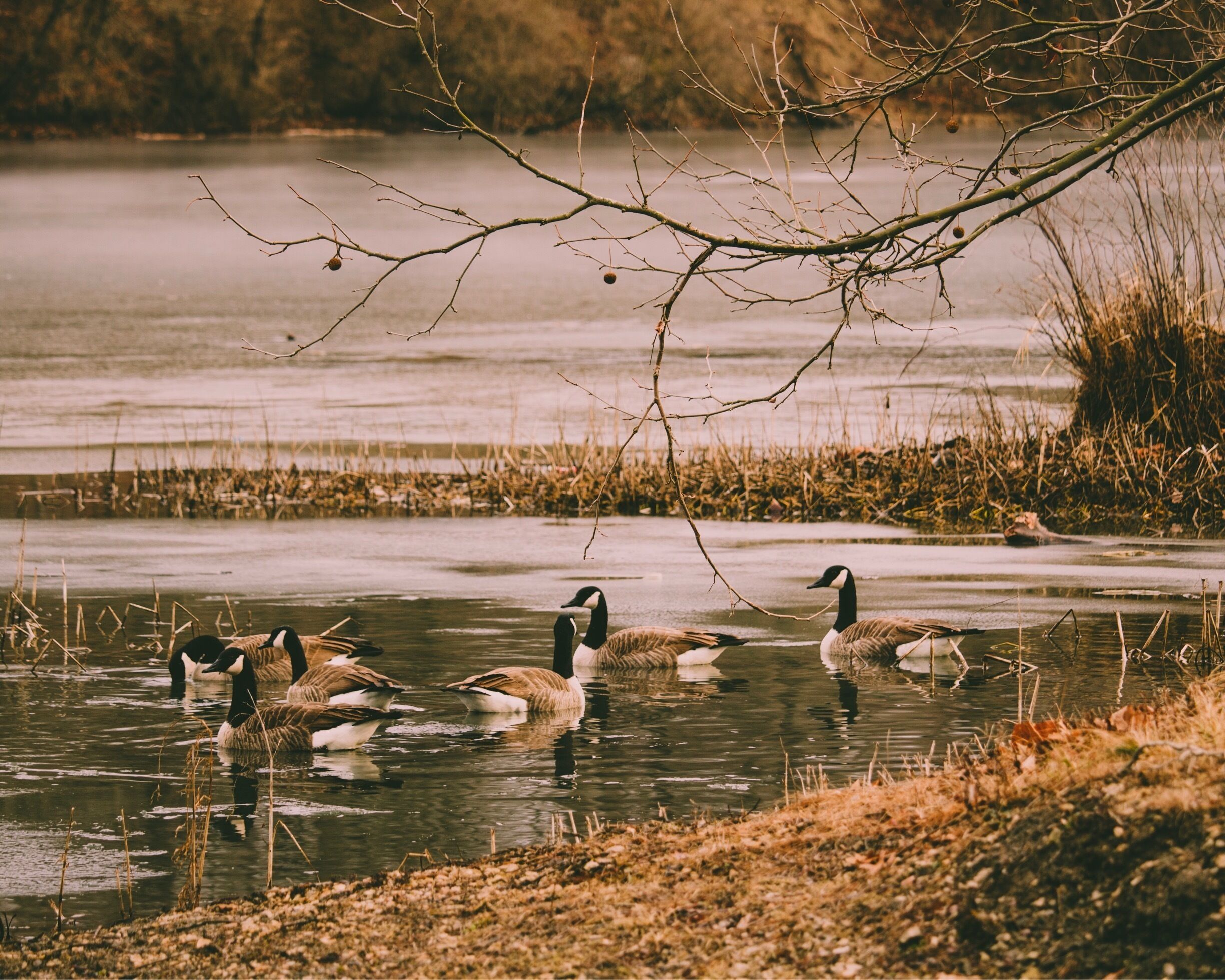 A group of geese swimming in a partially frozen lake surrounded by reeds and trees.