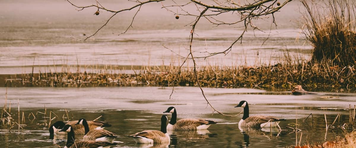 A group of geese swimming in a partially frozen lake surrounded by reeds and trees.