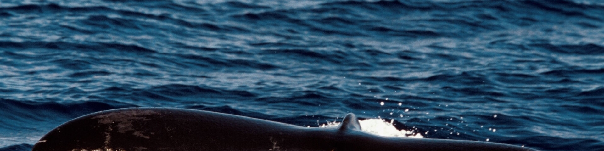 Humpback whale breaching in a sea, Maui, Hawaiian Islands, Hawaii, USA