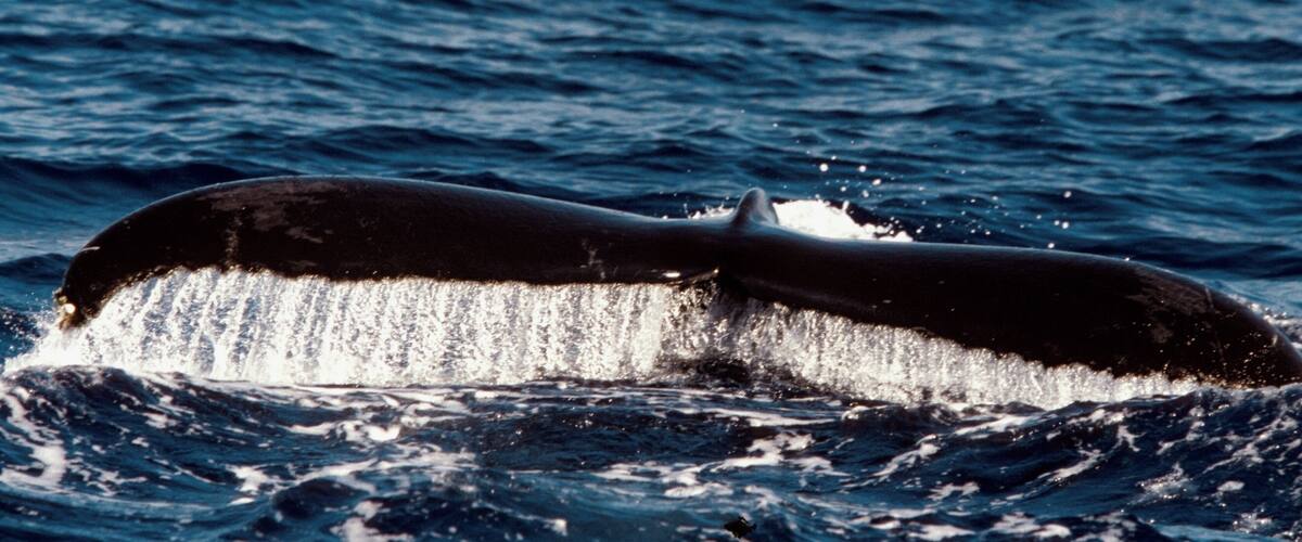 Humpback whale breaching in a sea, Maui, Hawaiian Islands, Hawaii, USA