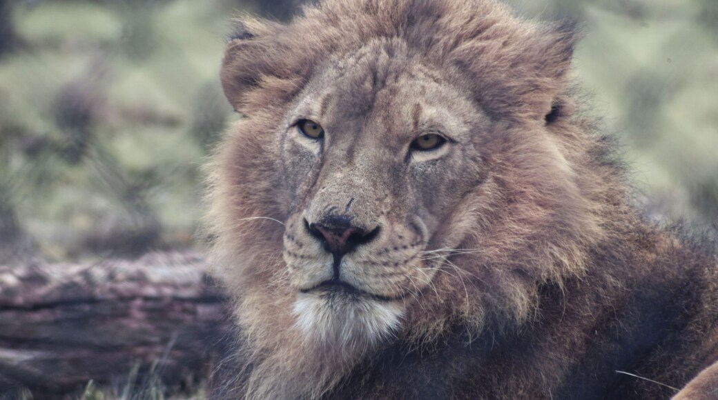 Male lion at the Wild Safari in Winston, Oregon
