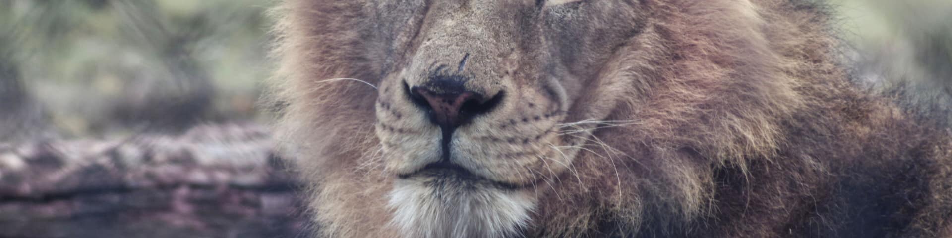 Male lion at the Wild Safari in Winston, Oregon