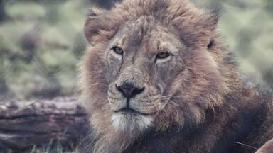 Male lion at the Wild Safari in Winston, Oregon
