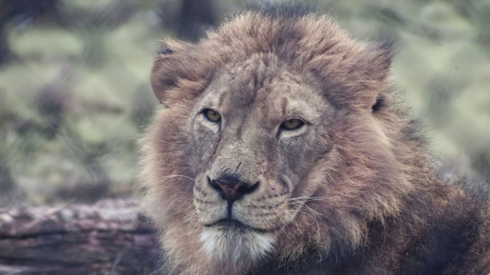 A lion with a thick mane, set against a blurred natural background.