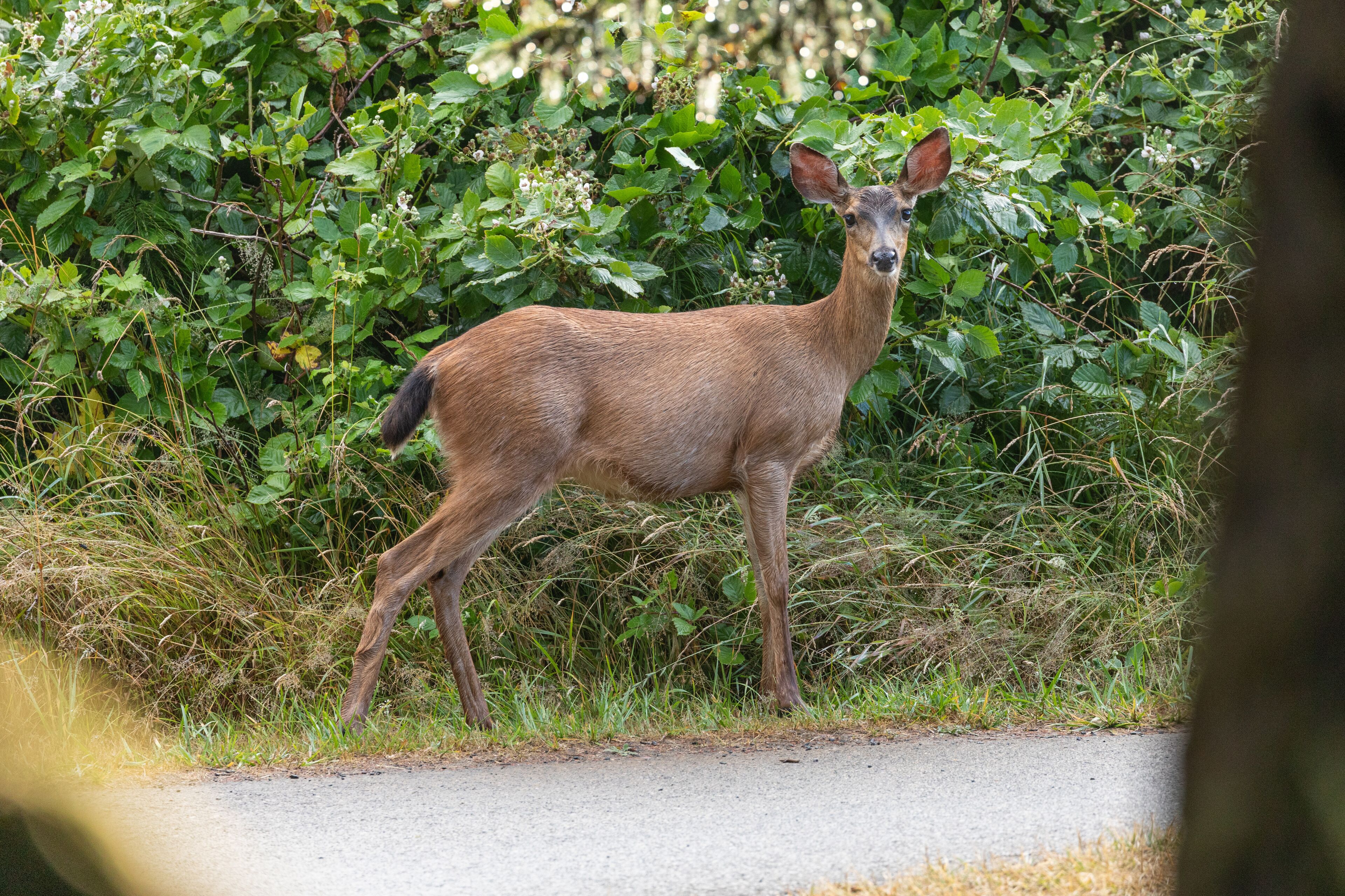 Deer spotted in Ecola State Park in Oregon Coast, early in the morning