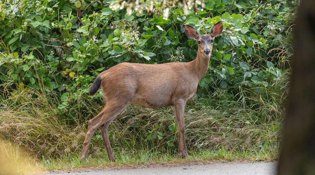 Deer spotted in Ecola State Park in Oregon Coast, early in the morning