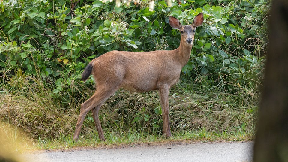 A deer standing by a roadside with dense greenery in the background.