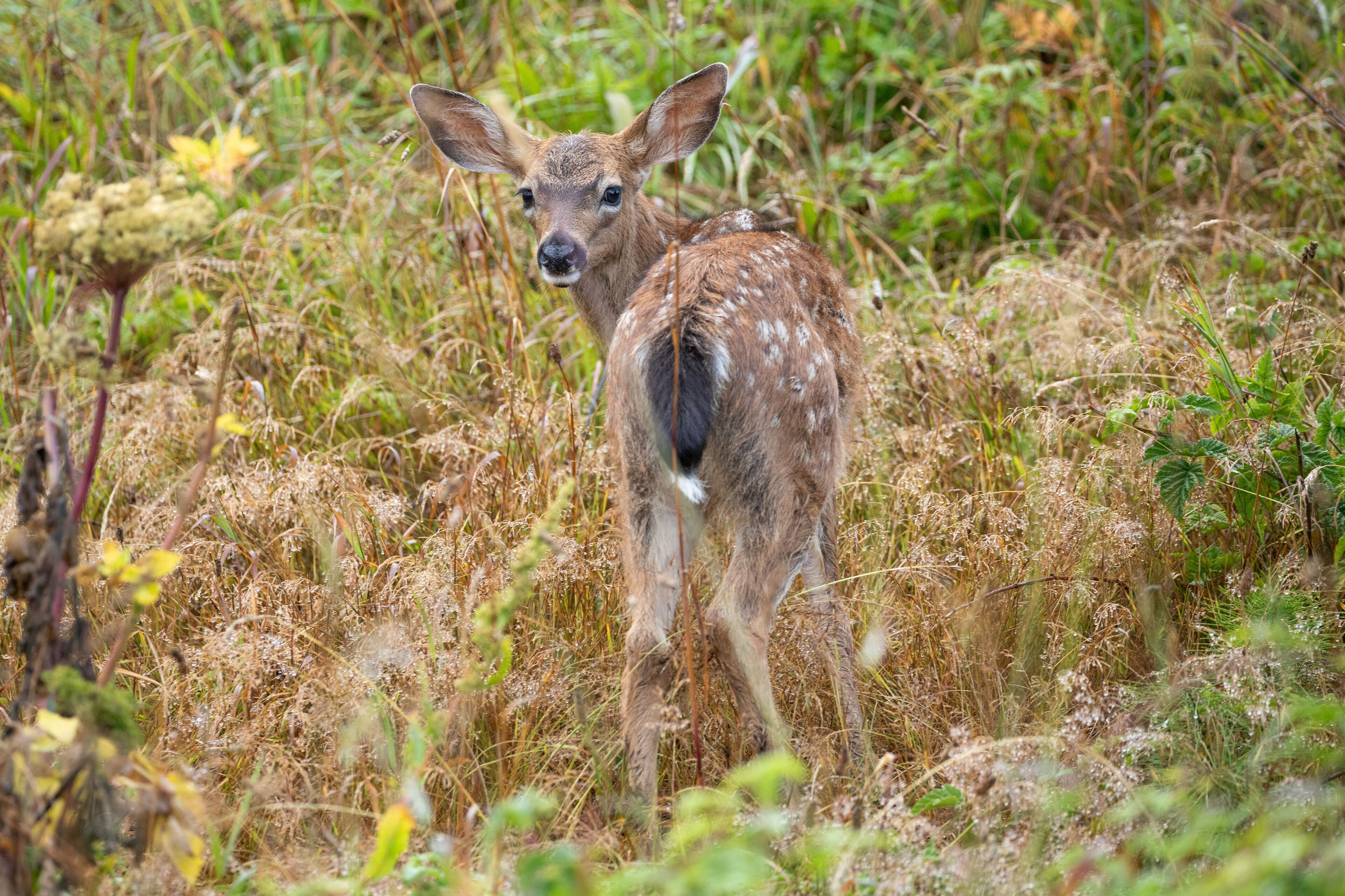 Baby deer with white dots spotted in Ecola State Park in Oregon Coast, early in the morning
