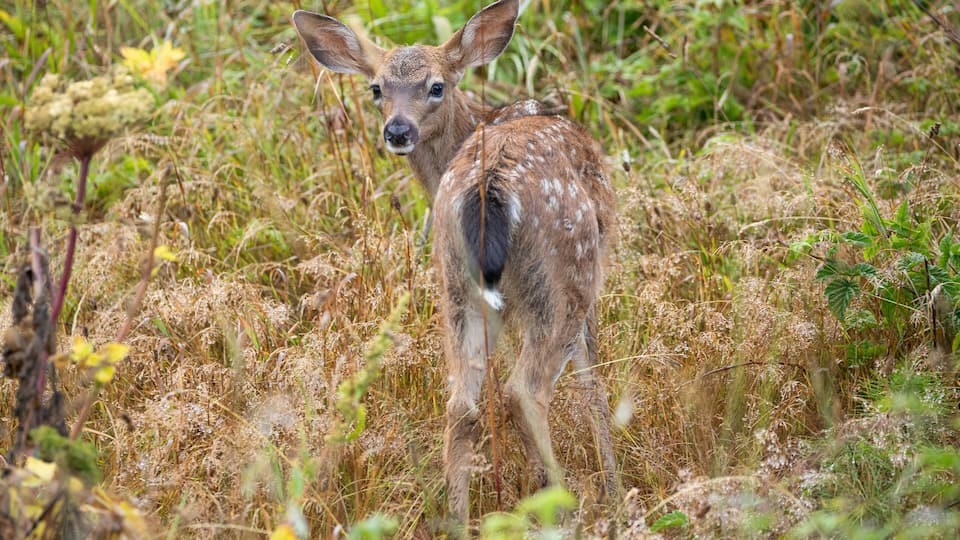 A young deer in a grassy field with dense vegetation and a few yellow flowers.