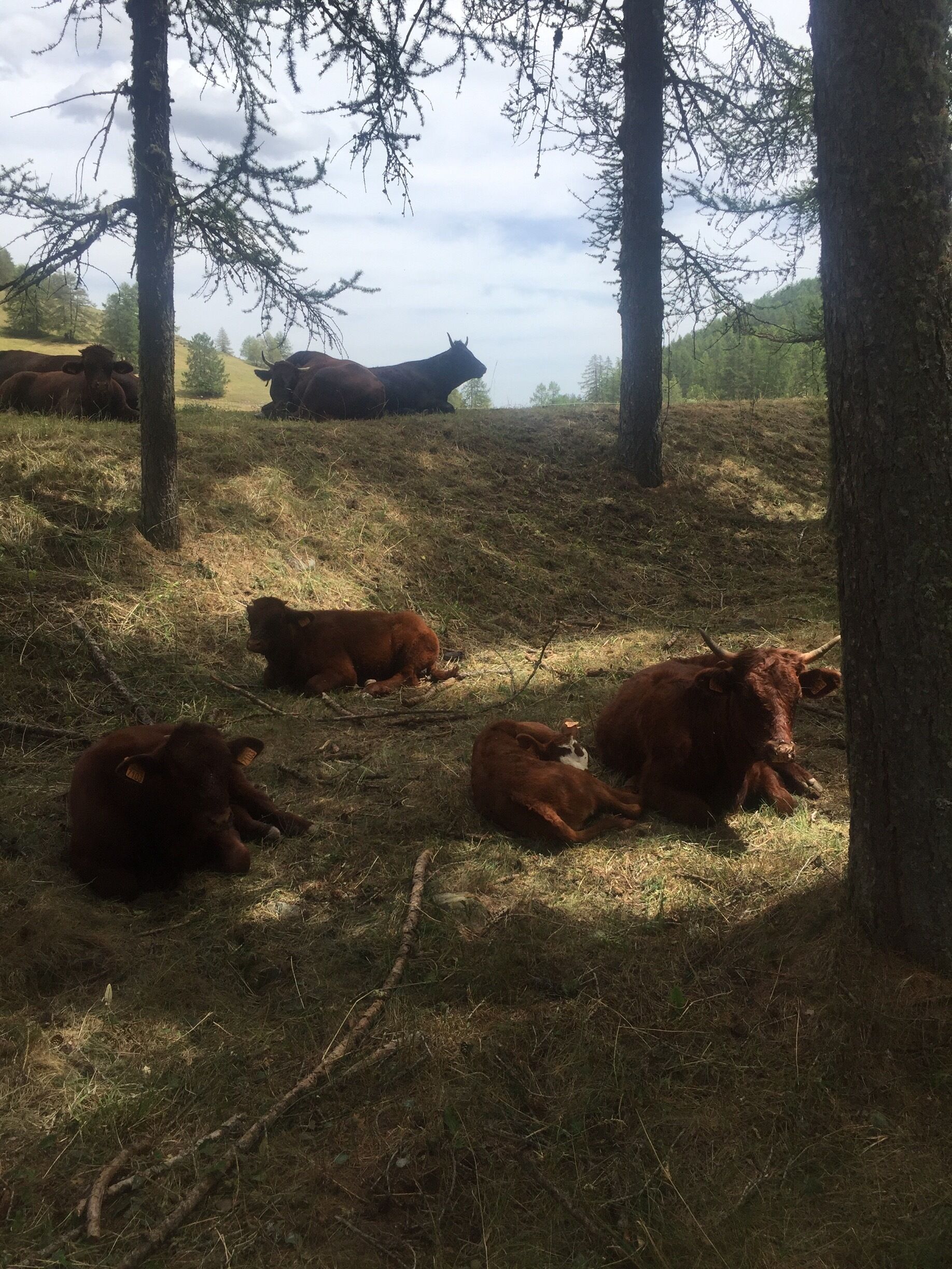 Valberg is a ski station in winter. In summer Time it's also a wonderful place where people of Nice come to have some activities and rest : horse riding, golf, moutain bike, tennis, fishing, summer sled, hiking, swimming pool, canyoning, archery, via ferrata.. I love this place. I come with my family for many years. 