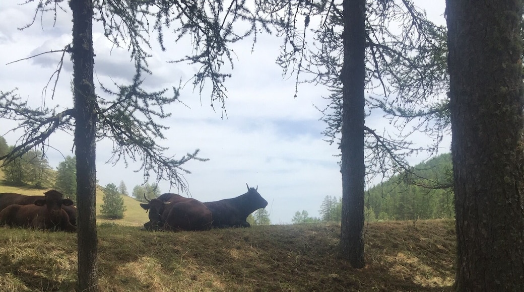 Valberg is a ski station in winter. In summer Time it's also a wonderful place where people of Nice come to have some activities and rest : horse riding, golf, moutain bike, tennis, fishing, summer sled, hiking, swimming pool, canyoning, archery, via ferrata.. I love this place. I come with my family for many years.
