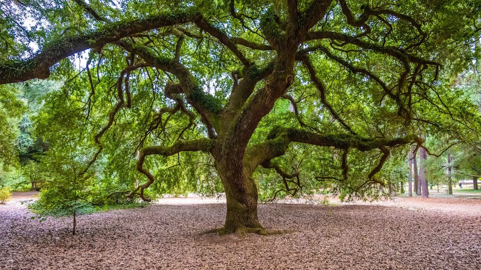 A large tree with extensive branches and a ground covered in fallen leaves.