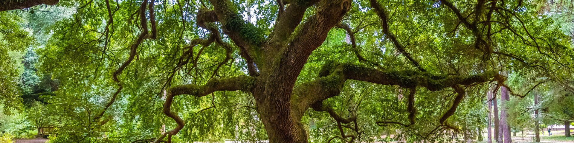 Un árbol grande con ramas abundantes y el suelo cubierto de hojas caídas.