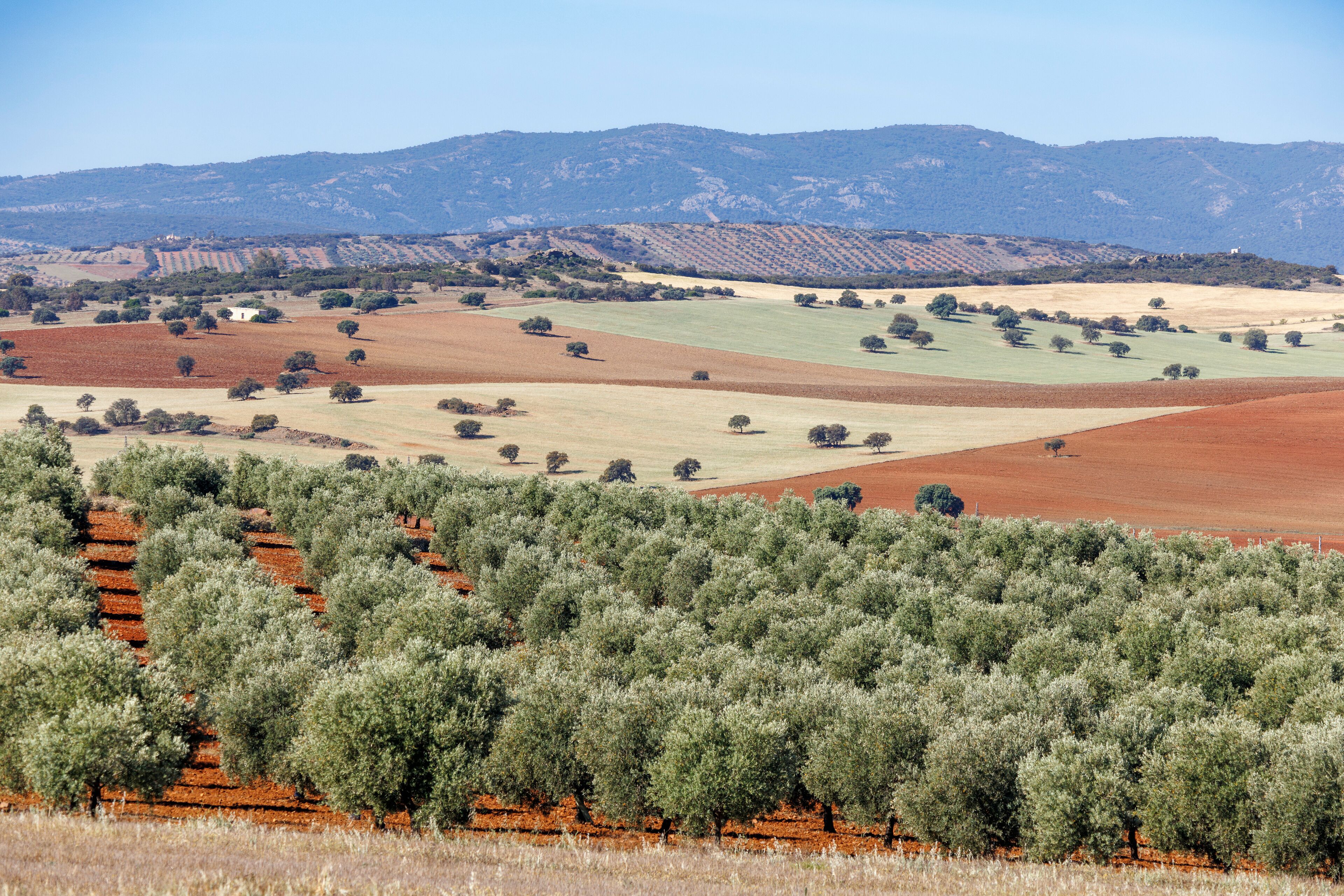 Scenic overview of typical countryside with fields and olive groves near Santa Cruz de Mudela; near Santa Cruz de Mudela, Ciudad Real Province, Spain