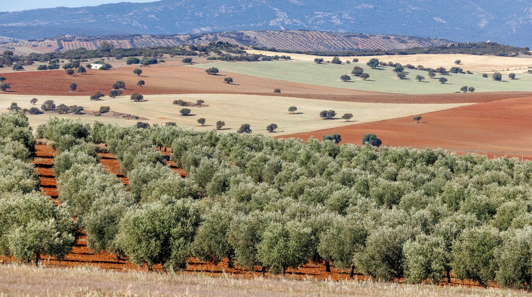 Scenic overview of typical countryside with fields and olive groves near Santa Cruz de Mudela; near Santa Cruz de Mudela, Ciudad Real Province, Spain