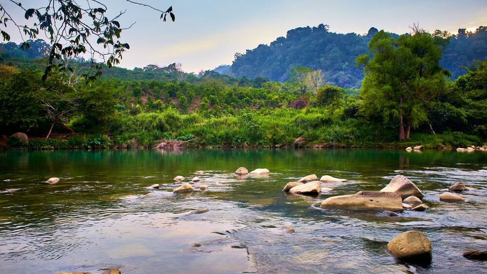 A river with rocks and lush greenery.