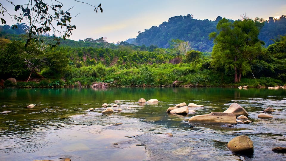 A river with rocks and lush greenery.