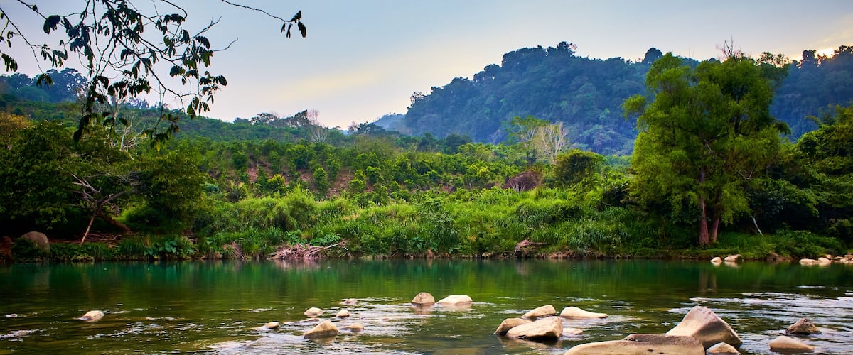 A river with rocks and lush greenery.