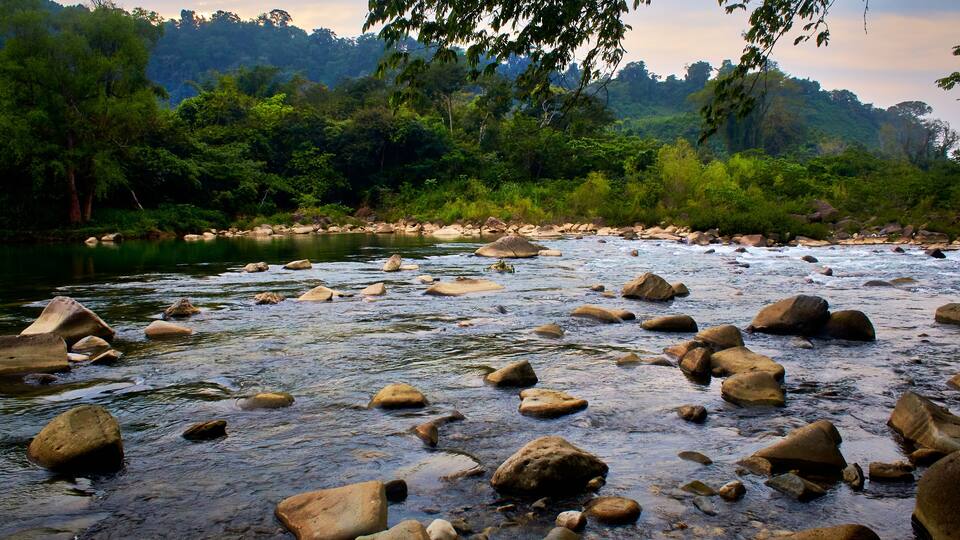 A river with large rocks and dense green forest in the background.