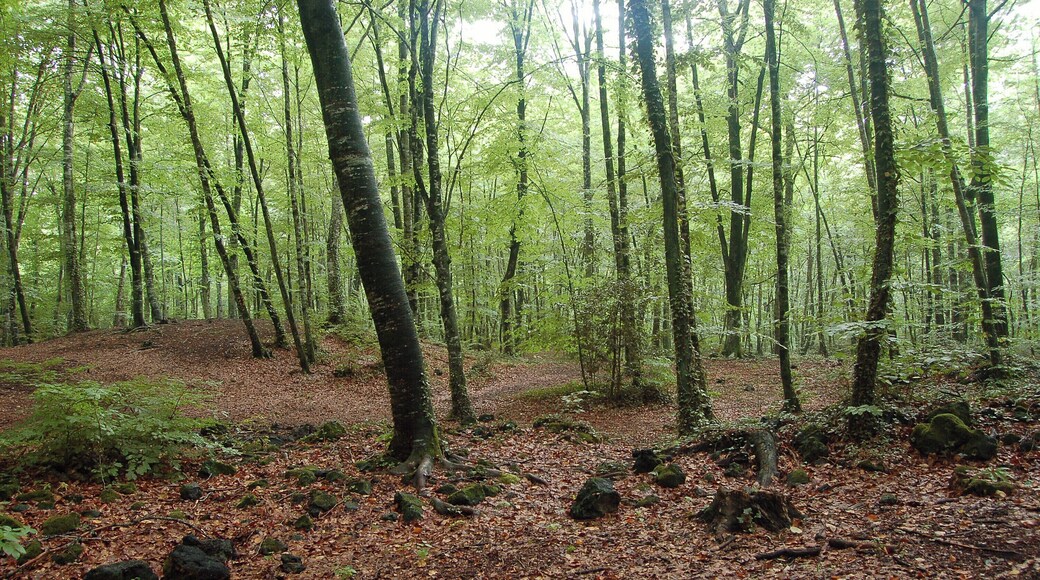 Fageda