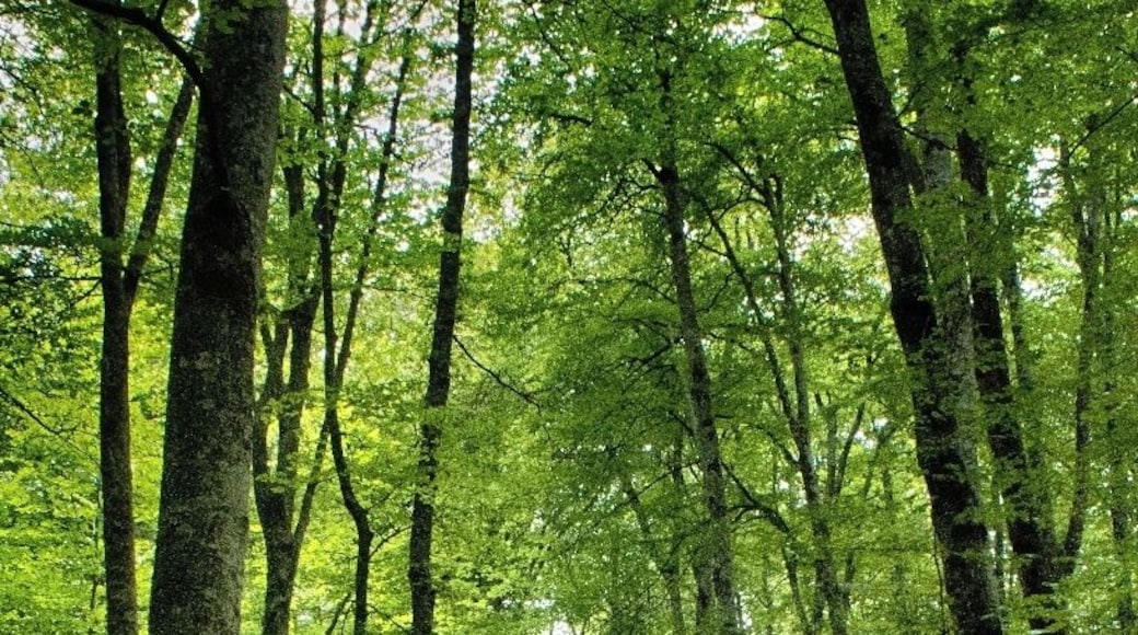 Enjoying nature today. La Fageda d'en Jordà is a nature reserve comprising a beech forest unique in Spain because it grows on a relatively flat terrain, formed by cooled lava from the volcano Croscat, at an altitude that is not frequent in the Iberian Peninsula for these trees, between 550 and 650 m.