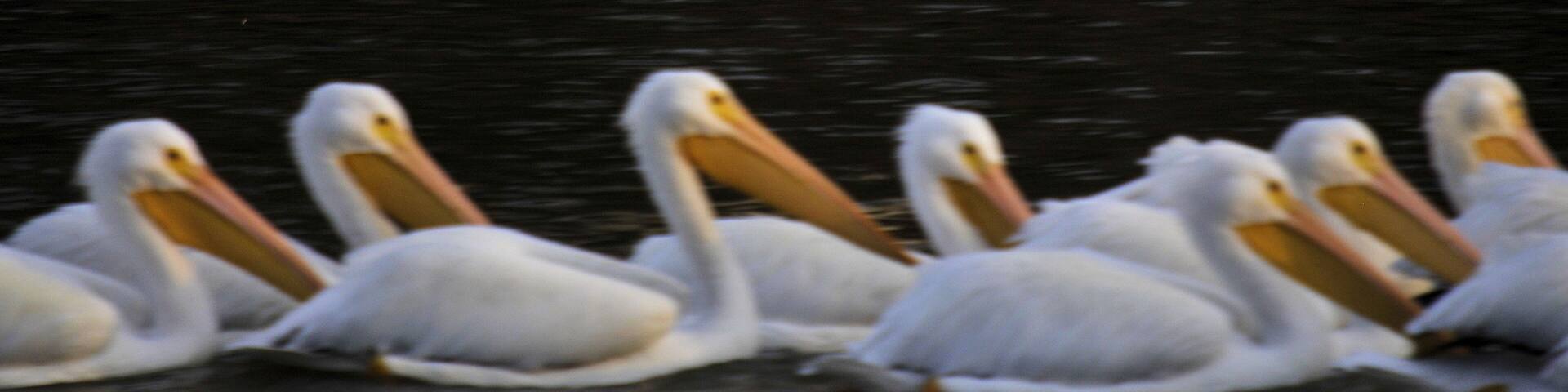 White Pelican on migration at Weiss Lake Alabama