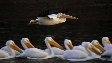 White Pelican on migration at Weiss Lake Alabama