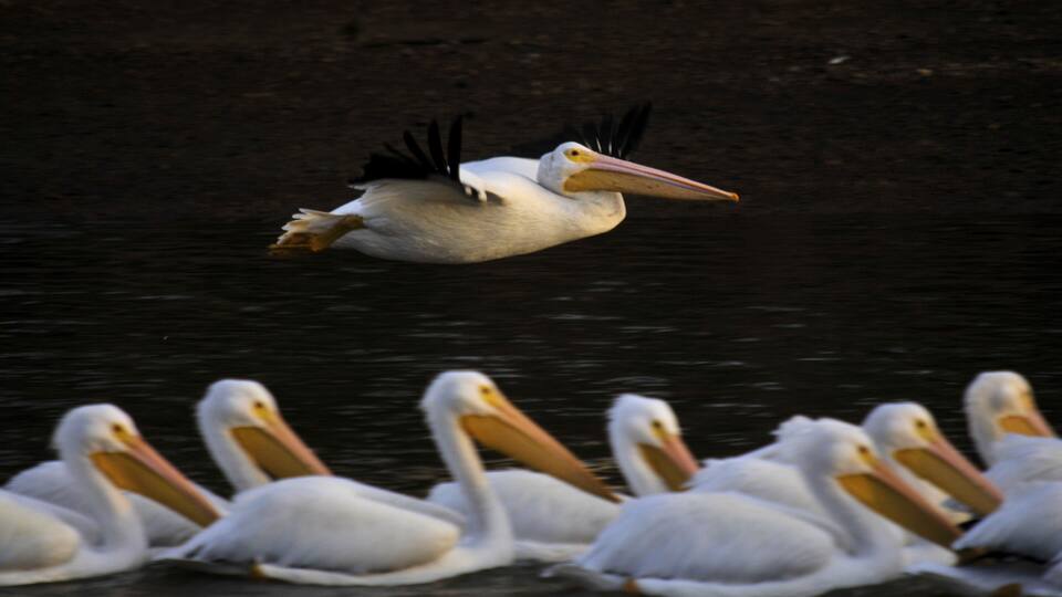 White Pelican on migration at Weiss Lake Alabama