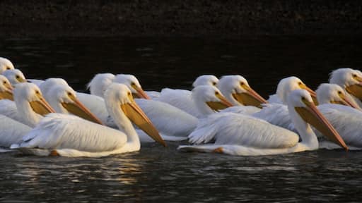 White Pelican on migration at Weiss Lake Alabama