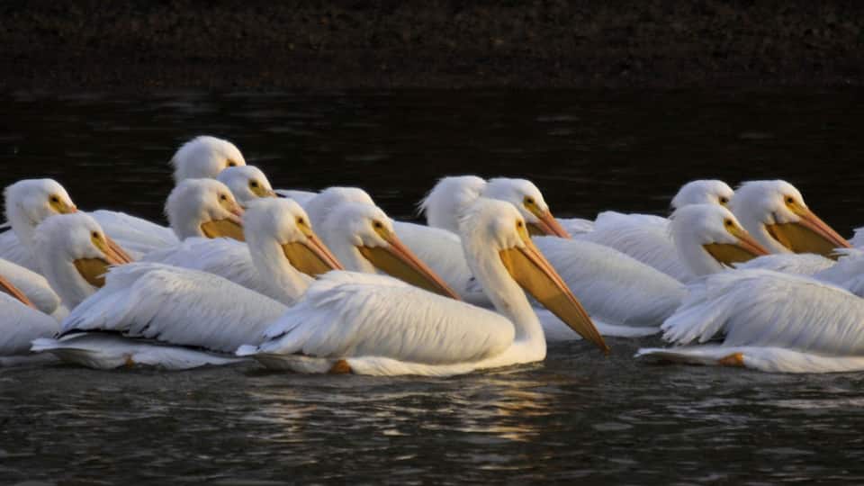 A group of white pelicans with orange beaks and feet floating on water.